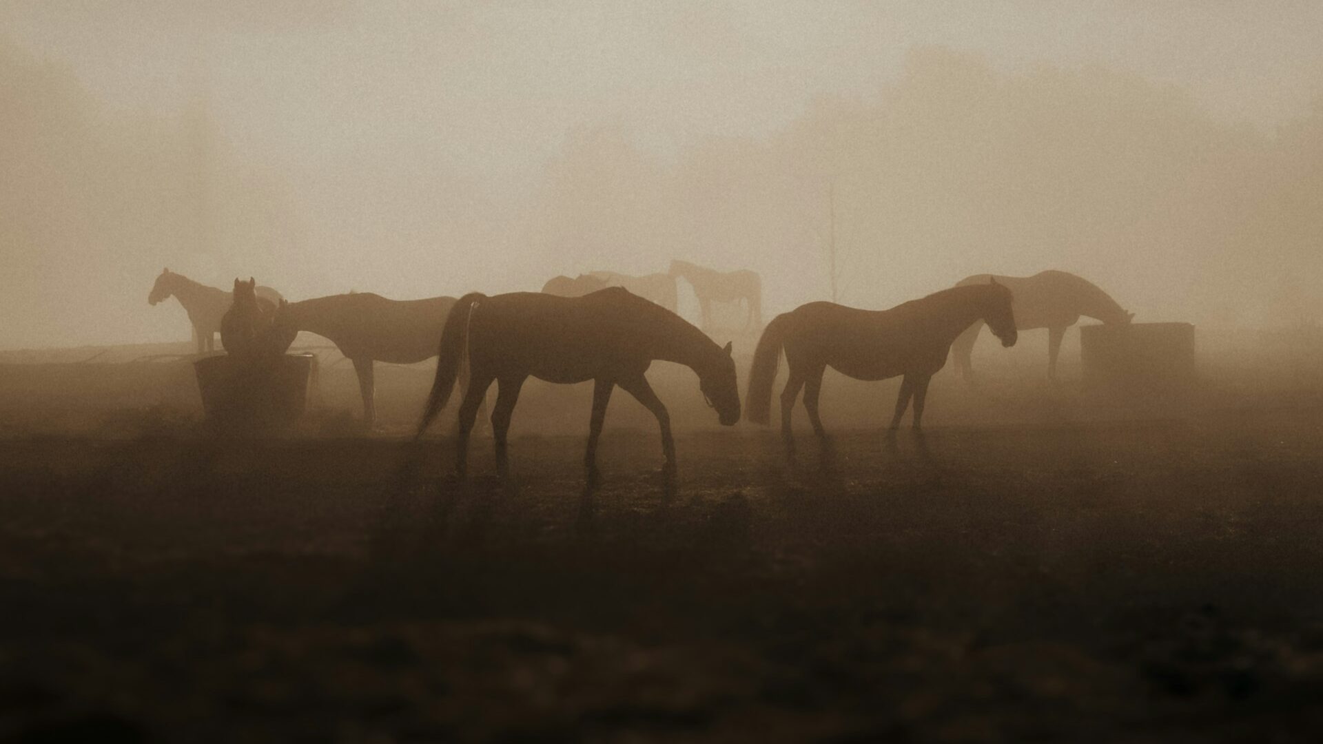 4-horsemen-of-the-apocalypse Photo by 🇸🇮 Janko Ferlič on Unsplash